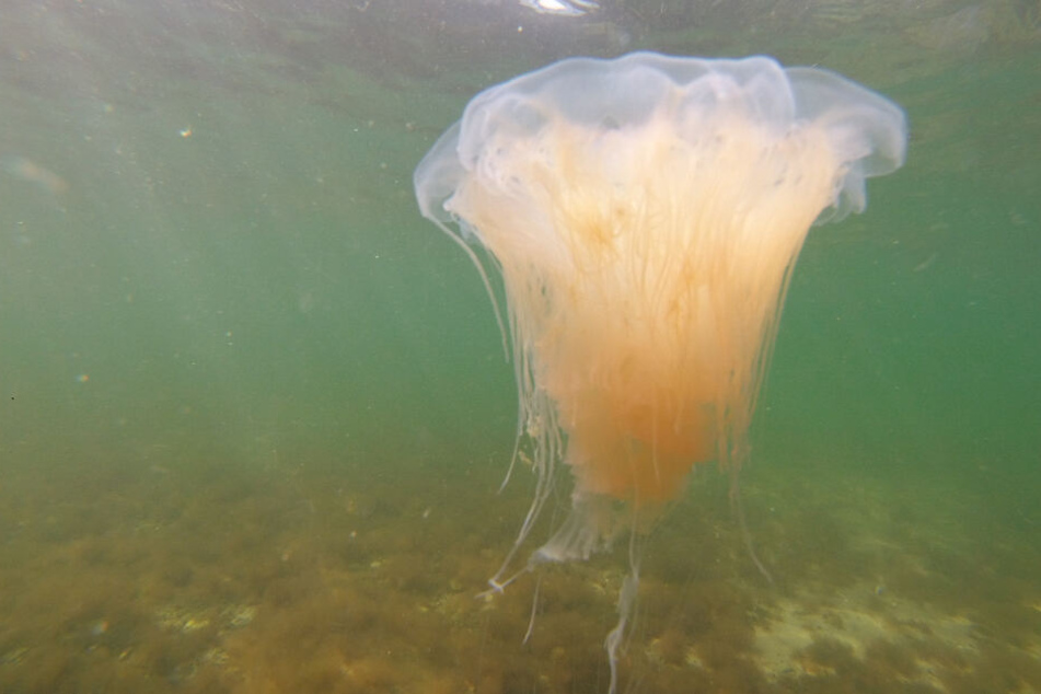 Eine Feuerqualle schwimmt im Wasser.
