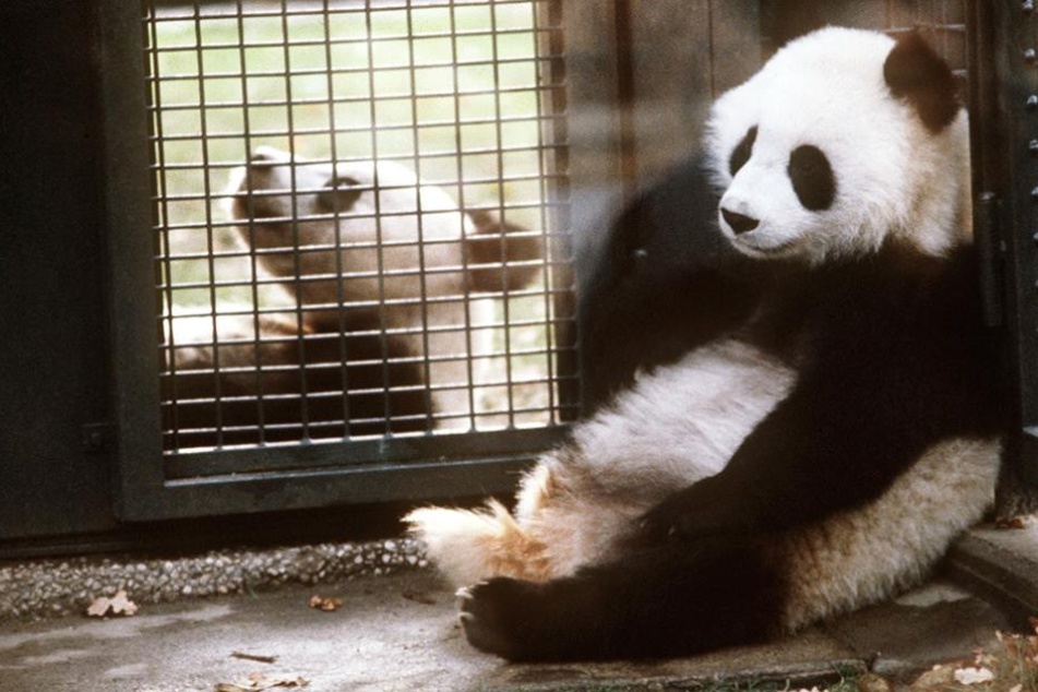Bald soll ein Pandapärchen in den Berliner Zoo ziehen (Symbolfoto).
