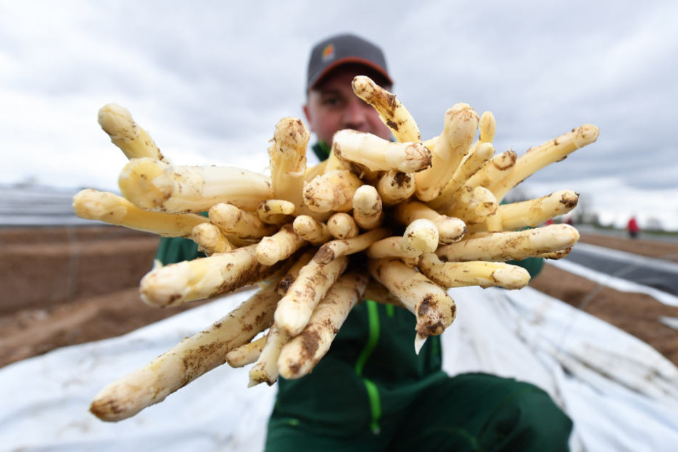 Der erste Spargel der Saison konnte aufgrund des sonnigen Wetters geerntet werden. (Symbolbild)