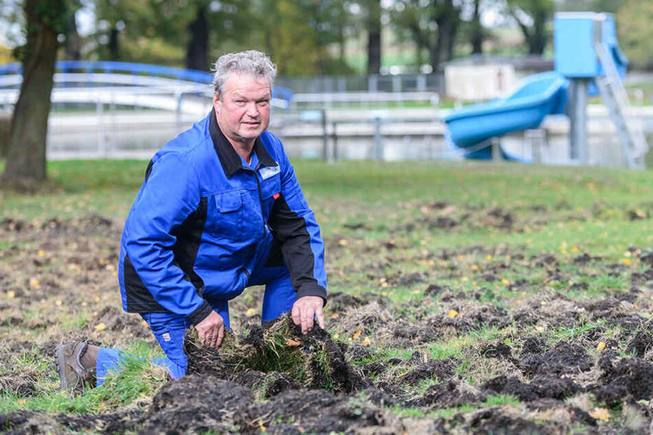 Bademeister Steffen Wolf (58) zeigt, welchen Schaden die Schweine angerichtet haben.