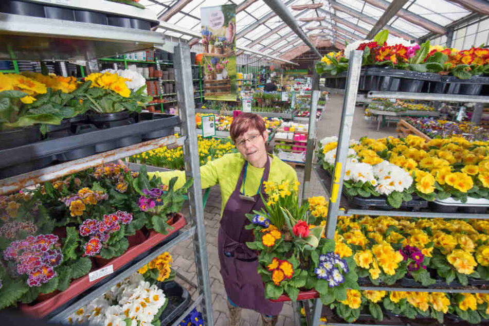 Fallt Der Fruhling Aus Gartnereien Bleiben Auf Pflanzen Sitzen