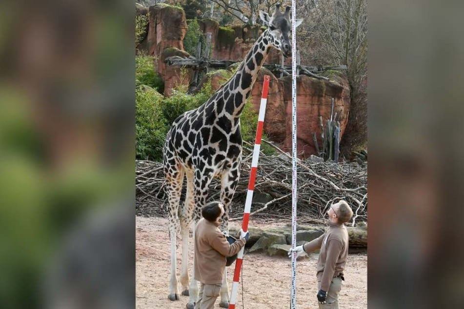 Die Giraffe Niobe (links) ist mit mehr als vier Metern das größte Tier im ganzen Zoo.