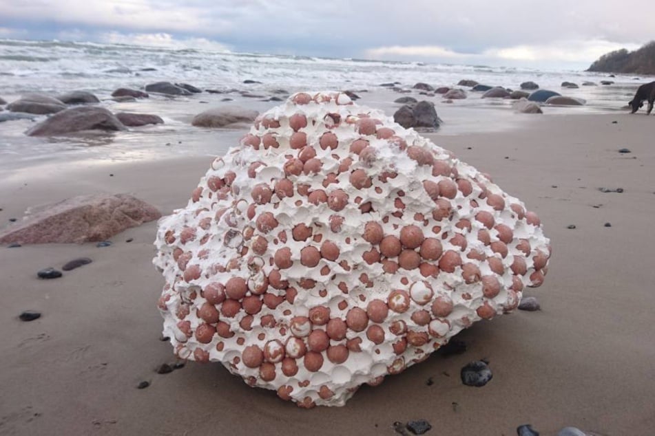 Schüler fanden den Brocken am Strand.