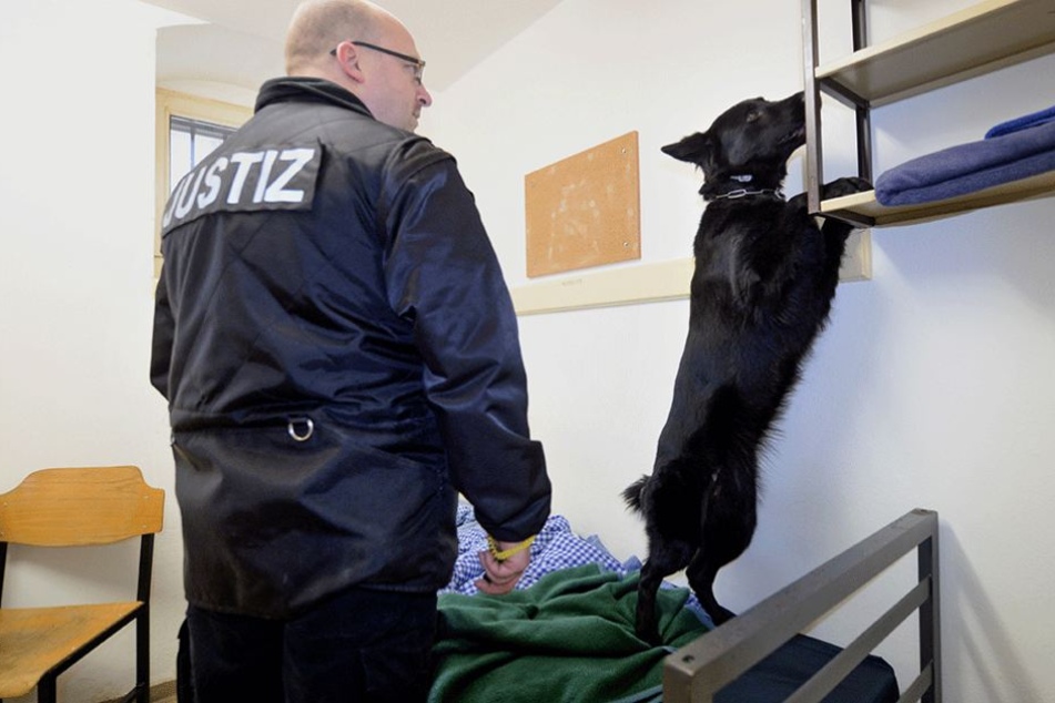 Auch Drogenhunde werden bei regelmäßigen Zellenkontrollen eingesetzt (Symbolbild).