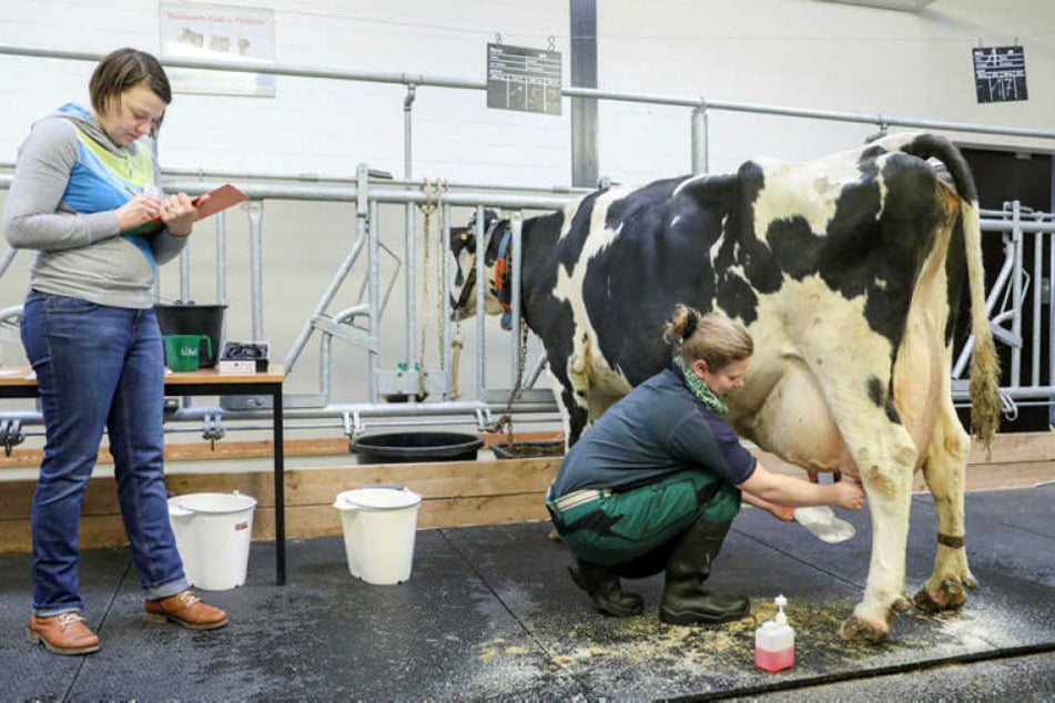Susan Morgenstern, angehende Tierwirtin aus dem Erzgebirgskreis, zapft am Kuheuter etwas Milch für eine Zellprobe. Die Prüferin Christel Fliedner macht sich dabei Notizen.