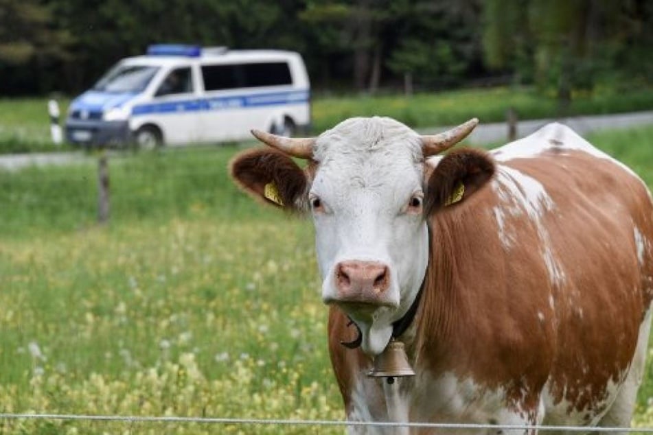 Ein 55-Jähriger aus Australien verging sich an einem Jungen, ließ ihn Sex mit einer Kuh haben und sah dabei zu (Symbolbild).