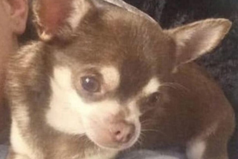 Der süße Mini-Chihuahua "Gizmo" ist spurlos verschwunden.