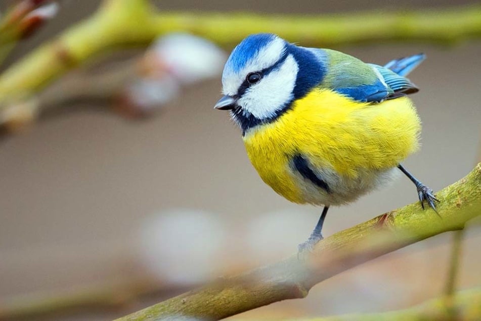 Immer mehr Singvögel sterben im Kreis Herford. Sind die Bauern schuld?