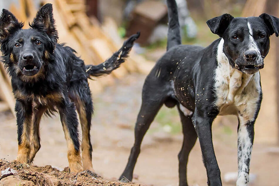 Laut Zeugen waren acht Hunde an der Attacke beteiligt (Symbolbild).