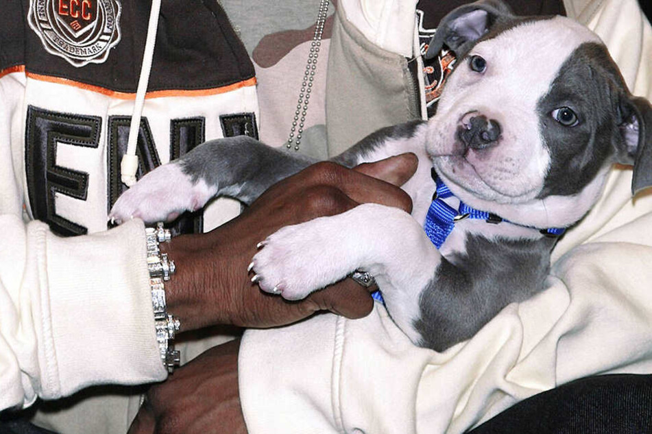 Ein Pitbull-Welpe hat in Brooklyn eine Frau vor einer Sex-Attacke bewahrt. (Symbolbild)