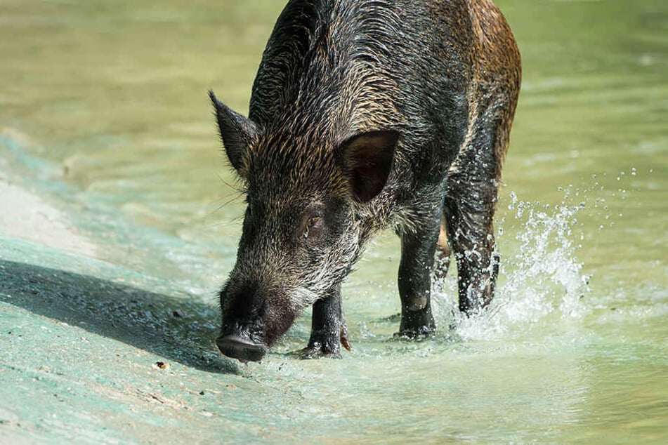 In Bonn ist einem Wildschwein eine spektakuläre Flucht vor der Polizei gelungen.