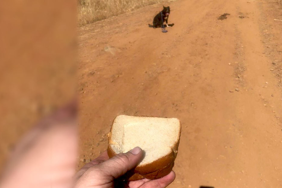 Mit einem Sandwich wurde der Vierbeiner angelockt, regte sich jedoch nicht.
