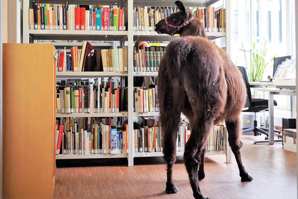 Zur Buchmesse geht es auch im Zoo Leipzig literarisch zu.