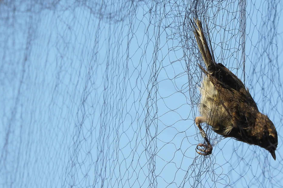 Ein Vogel hat sich in dem Netz aus dünnen Kunststofffäden verfangen.