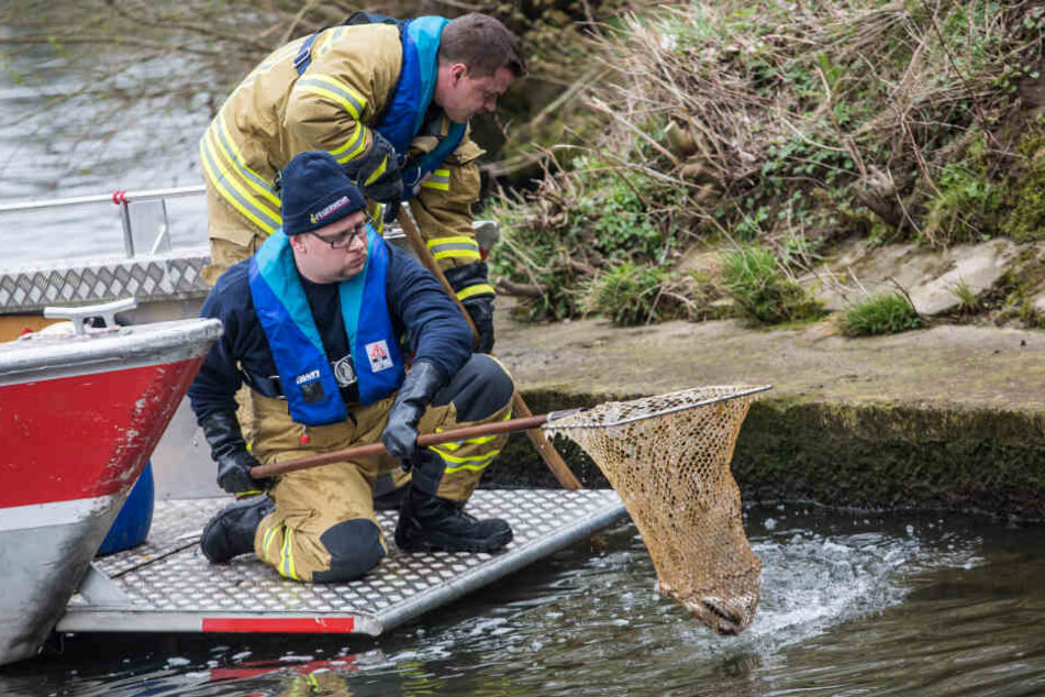 Feuerwehrleute holen mit einem Kescher vergangenen Freitag tote Fische aus der Schorzach.