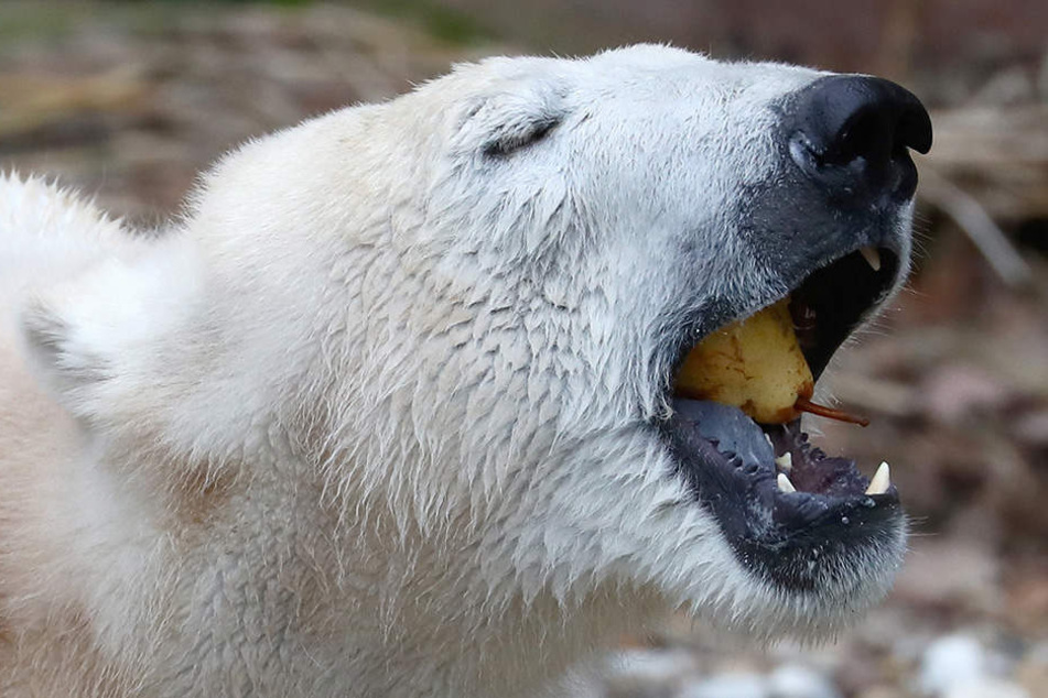 Den Eisbären fehlt zur Birne wohl die Fleischbeilage...