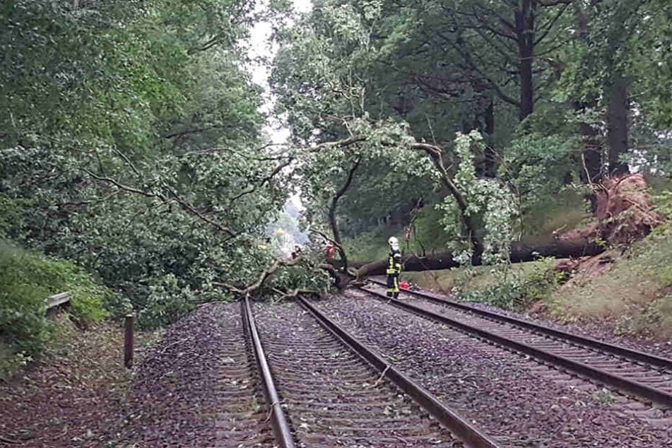 Das Unwetter vom Donnerstag entwurzelte Bäume, legte den Zugverkehr in Teilen Sachsens lahm.