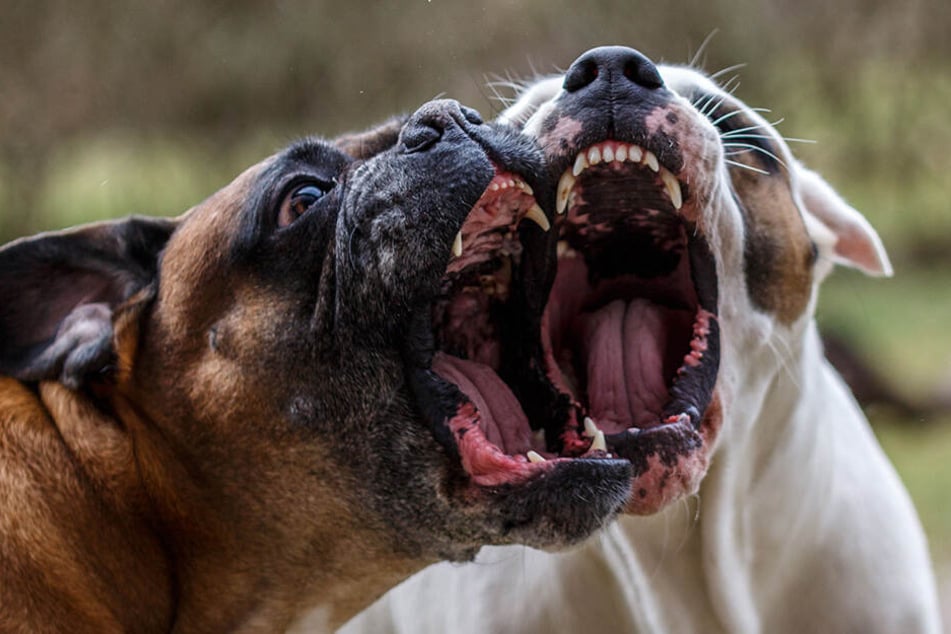 Acht bis zehn Hunde attackierten die arme Frau (Symbolbild).