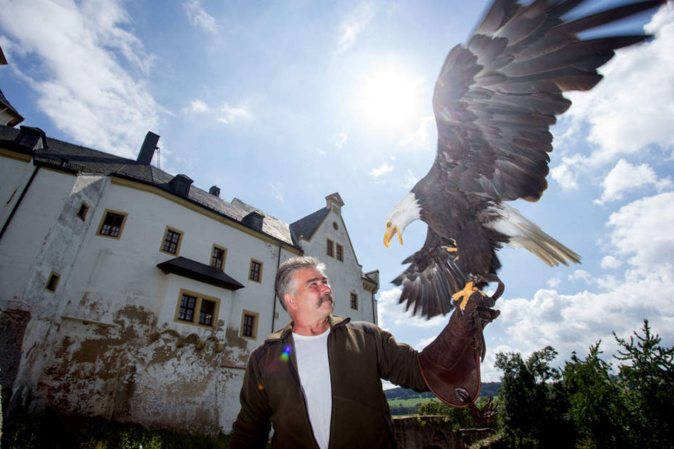 Michael Löbel (58) betreibt seit 1992 den Adler- und Jagdfalkenhof. Die Greifvogel-Zucht soll am Jagdschloss bleiben. Auf dem Foto ist er mit einem Weißkopfseeadler zu sehen.