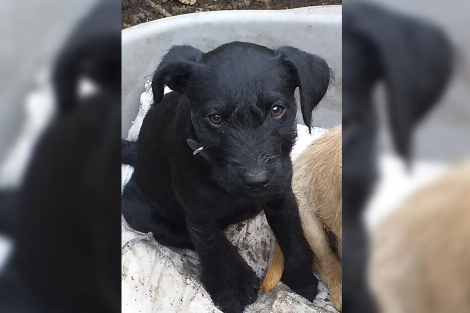 Die kleine Molly wurde nur 18 Wochen alt.