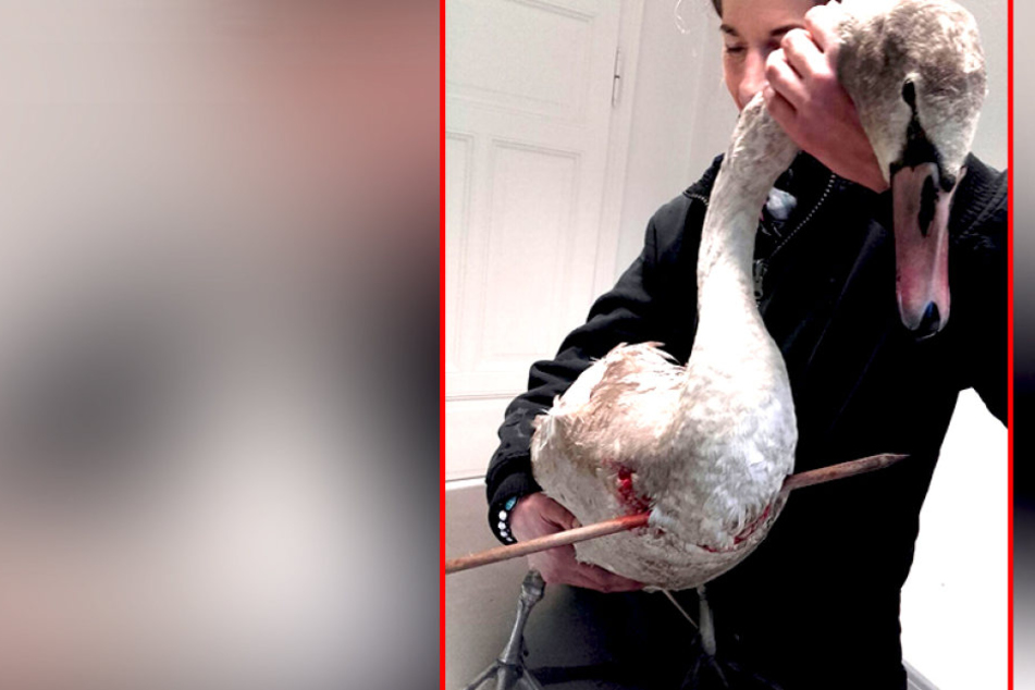 Einfach nur schrecklich! Ein armer Schwan wurde im niedersächsischen Winsen von Tierquälern mit einem Pfeil durchbohrt.