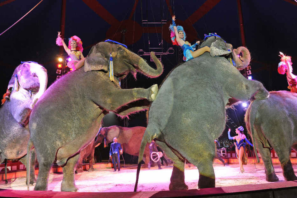 Auch sie gehören zum Programm vom Circus Krone: die Elefanten. (Archivbild)