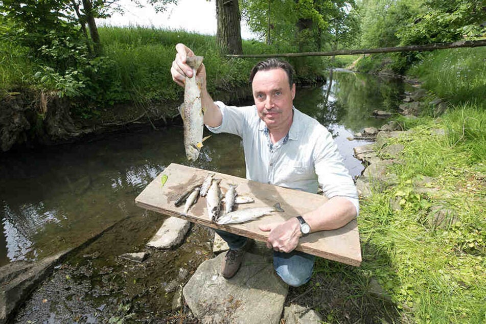 Jagdpächter Lars Natusch (45) entdeckte in seinem Revier im „Schwarzen
Schöps“ diese toten Fische.