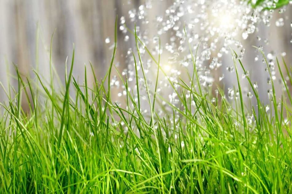Regenwasser ist ideal zum Gießen im Garten. Es ist nicht zu kalt, enthält keinerlei Mineralien und beeinflusst den pH-Wert und Nährstoffgehalt des Bodens kaum.