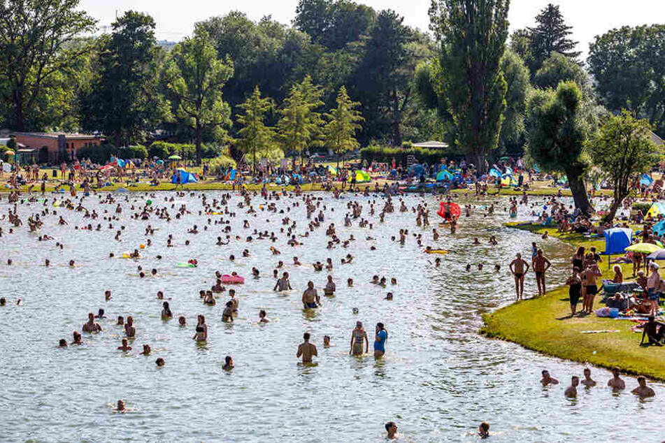 Wasserratten, wohin das Auge reicht. Das Naturbad Mockritz war rappelvoll