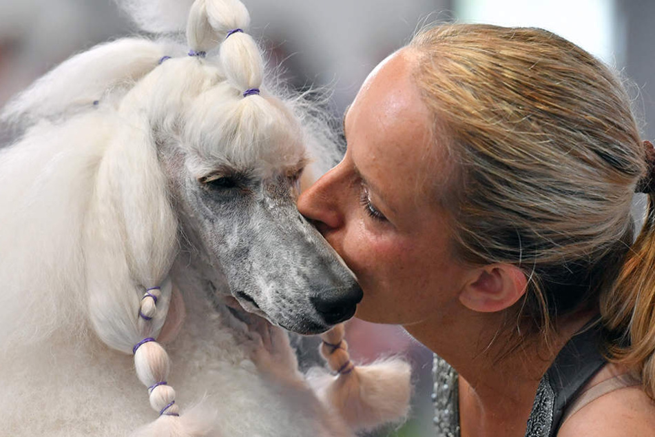 2015 war Leipzig offiziell die "Hundefreundlichste Stadt Deutschlands".