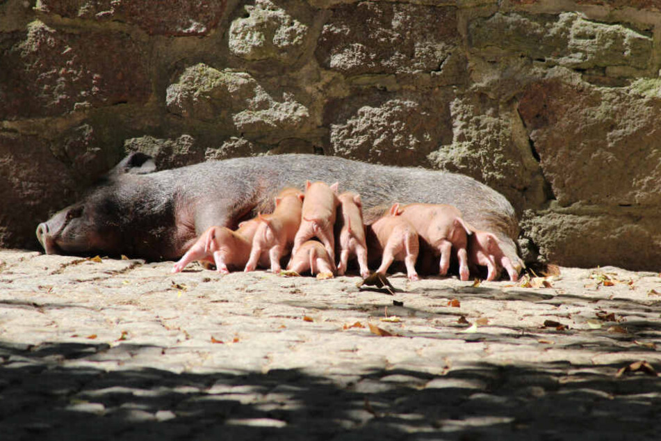 Da wird's eng am Bauch der Mama: Teilweise übereinander gestapelt versuchen acht Ferkel, an die leckere Milch ihrer Mutter zu kommen.