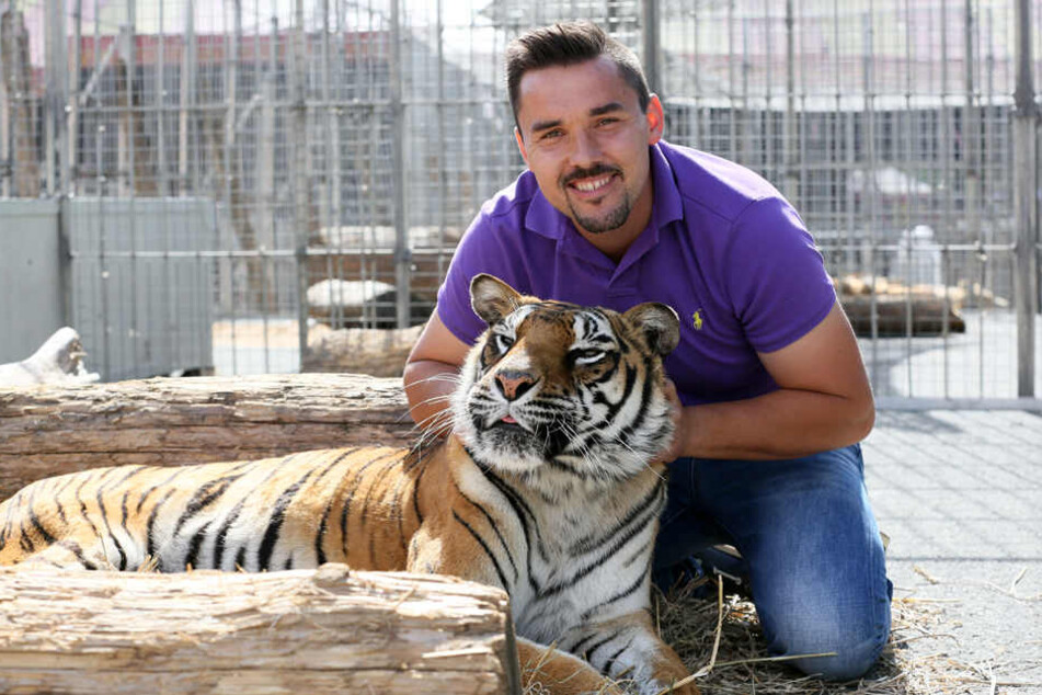 Tom Dieck (33), Raubtierlehrer im "Circus Probst", mit der Bengaltigerdame Dehli (17).
