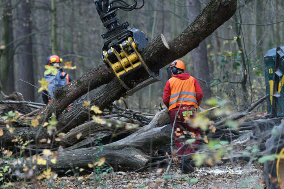 Arbeiter räumen Bäume, die zum Barrikadenbau auf den Wegen liegen, im Hambacher Forst.