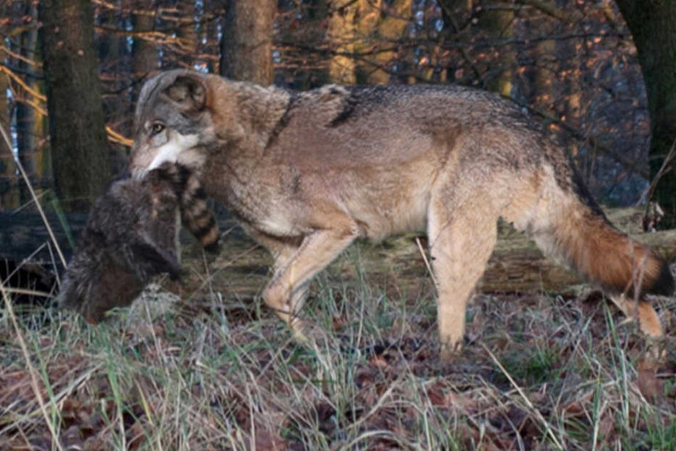 Ein Wolf trägt einen Waschbär in seinem Maul. (Symbolbild)