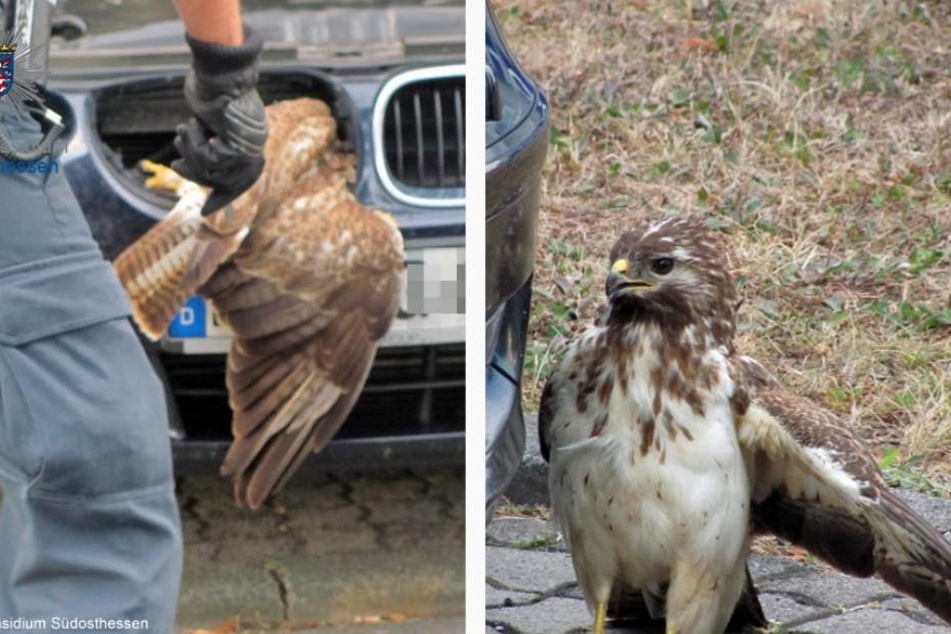 Ein nahezu unversehrter Bussard war im Kühlergrill des Wagens eingeklemmt.