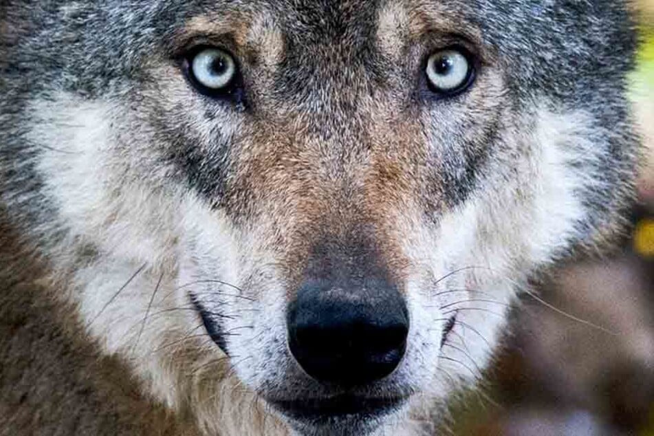War es ein Wolf? Im Südharz soll ein Isegrim aufgetaucht sein. (Symbolbild)