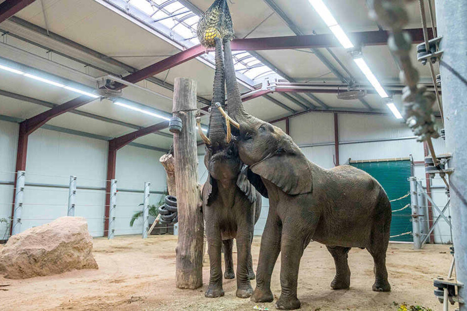 Den Elefanten geht es in ihrem Interimsbau gut. Wenn alles nach Plan läuft, ziehen sie im nächsten Frühjahr ins Afrika-Haus.