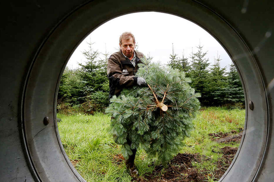 Waldbauer Eberhard Hennecke mit einem frisch geschlagenen Weihnachtsbaum. Sechs bis sieben Millionen Tannenbäume werden allein im Sauerland gefällt.