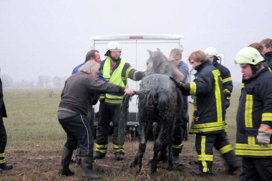 Entkräftet aber unverletzt stand die Stute nach der Rettungsaktion wieder auf eigenen Hufen.
