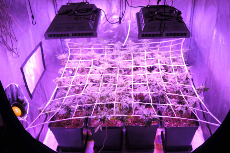 Zwei Indoor-Plantagen fanden die Polizisten in der Wohnung des 38-Jährigen.