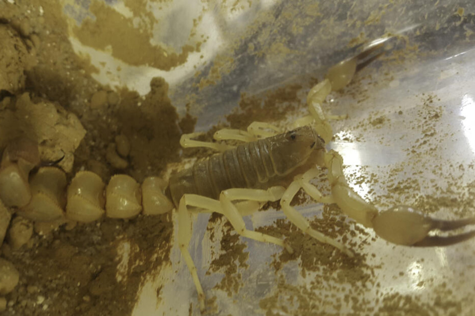Lebendig und hochgiftig: Dieser Skorpion befand sich in dem Paket des Jungen.
