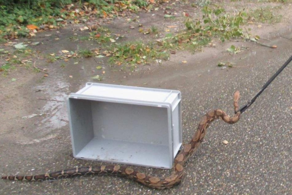 Diese zwei Meter lange Boa Constrictor kroch frei herum.