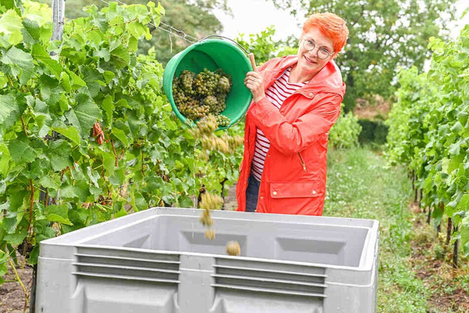 Der volle Eimer wird in die große Erntebox entleert.