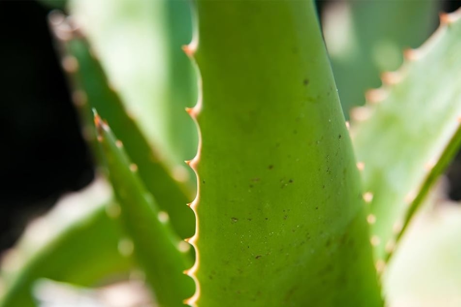 Eigentlich gilt die Aloe Vera-Pflanze als Allesheiler. Jetzt doch nicht?