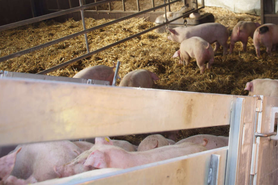 Die Schweine konnten zunächst Sicherheit gebracht werden, bis sie mit einem ordnungsgemäßen Lastwagen weitertransportiert werden dürfen.