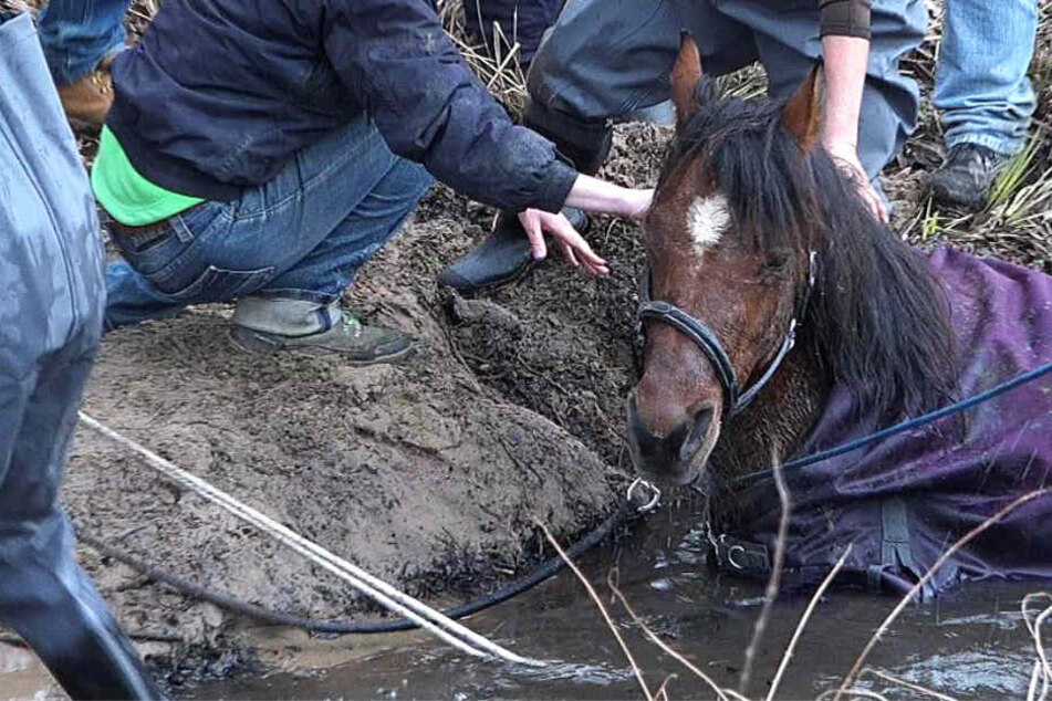 Das Pferd versank bis zum Bauch in Schlamm und Wasser.