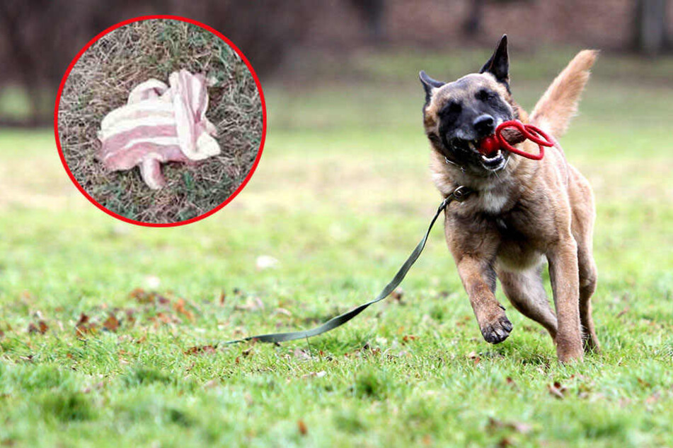 Immer wieder werden gerade Hunde das Opfer von Giftködern (Symbolbild).