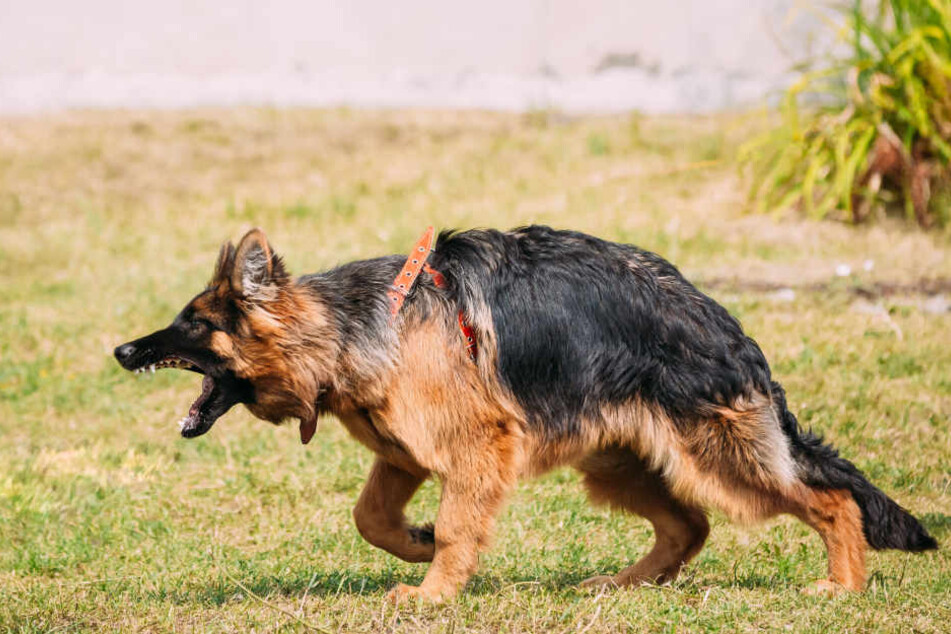 Der Schäferhund entwich durch ein offenes Tor und fiel über einen Jack Russell Terrier und dessen Frauchen her. (Symbolbild)