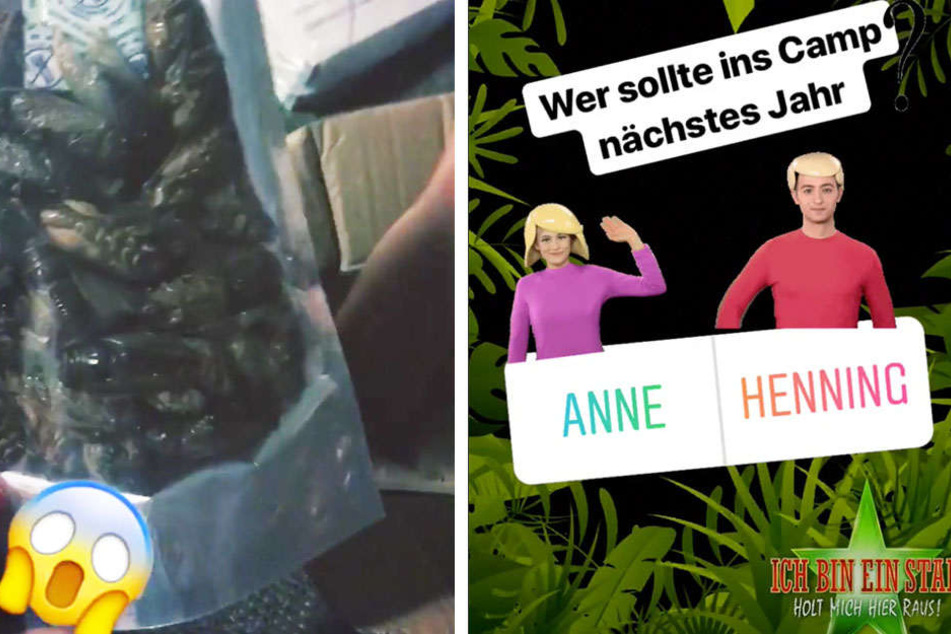 Anne postete in ihrer Insta-Story ein Video mit den Insekten, die sie für eine neue Dschungelprüfung benötigt.