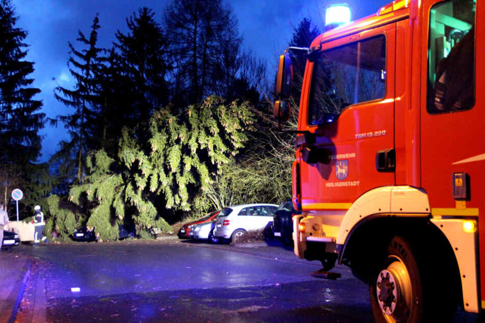 In Heiligenstadt entwurzelte der Sturm eine 25 Meter hohe Tanne.